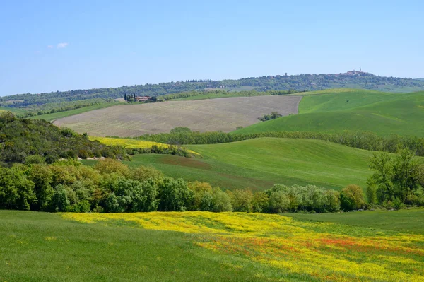 Toscana Vår Böljande Kullar Och Väderkvarn Vid Solnedgången Landsbygd Gröna — Stockfoto