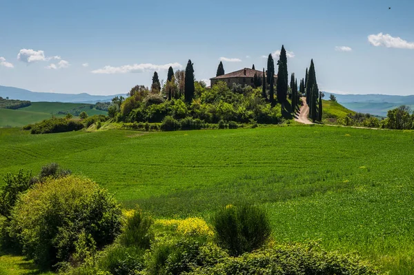 Toscana Vår Böljande Kullar Och Väderkvarn Vid Solnedgången Landsbygd Gröna — Stockfoto