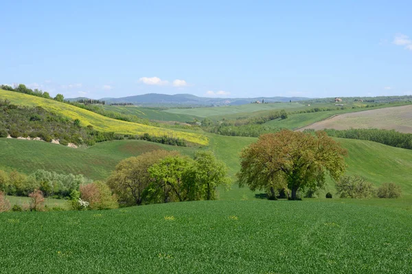 Toscana Vår Böljande Kullar Och Väderkvarn Vid Solnedgången Landsbygd Gröna — Stockfoto