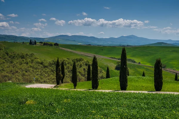 Toscana Vår Böljande Kullar Och Väderkvarn Vid Solnedgången Landsbygd Gröna — Stockfoto