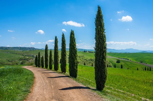 Toscana Vår Böljande Kullar Och Väderkvarn Vid Solnedgången Landsbygd Gröna — Stockfoto