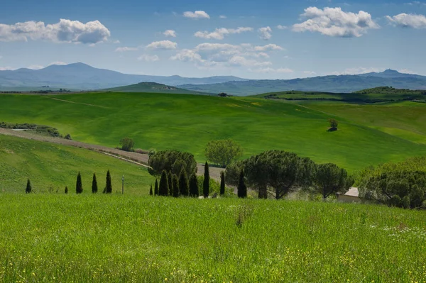 Toscana Vår Böljande Kullar Och Väderkvarn Vid Solnedgången Landsbygd Gröna — Stockfoto