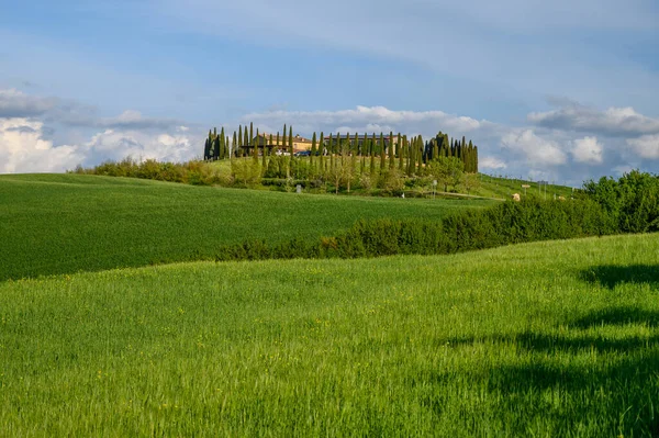 Toscana Vår Böljande Kullar Och Väderkvarn Vid Solnedgången Landsbygd Gröna — Stockfoto