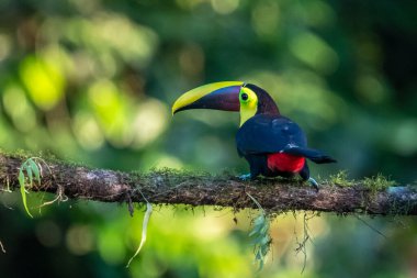 Yılan gagalı Toucan - Ramphastos sülfuratus, Kosta Rika ormanından çok renkli gagalı büyük renkli tukan.