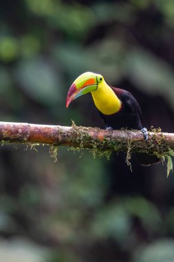 Yılan gagalı Toucan - Ramphastos sülfuratus, Kosta Rika ormanından çok renkli gagalı büyük renkli tukan.