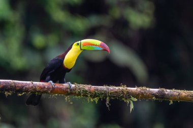 Yılan gagalı Toucan - Ramphastos sülfuratus, Kosta Rika ormanından çok renkli gagalı büyük renkli tukan.