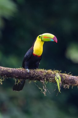 Yılan gagalı Toucan - Ramphastos sülfuratus, Kosta Rika ormanından çok renkli gagalı büyük renkli tukan.