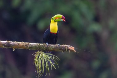 Yılan gagalı Toucan - Ramphastos sülfuratus, Kosta Rika ormanından çok renkli gagalı büyük renkli tukan.