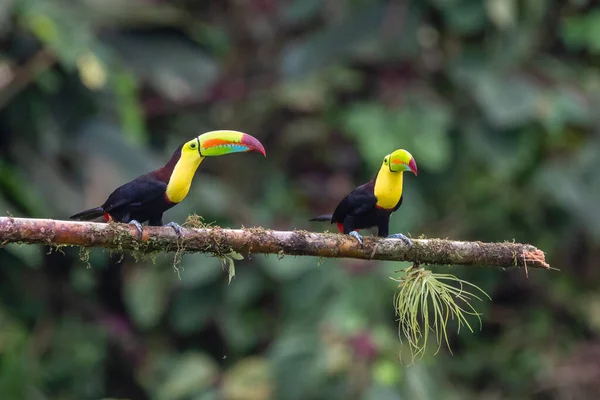 Тукан Кілем Ramphastos Sulfuratus Великий Барвистий Тукан Лісу Коста Рики — стокове фото