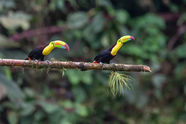 Тукан Кілем Ramphastos Sulfuratus Великий Барвистий Тукан Лісу Коста Рики — стокове фото