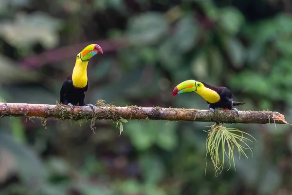 Тукан Кілем Ramphastos Sulfuratus Великий Барвистий Тукан Лісу Коста Рики — стокове фото