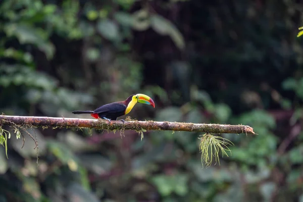 Тукан Кілем Ramphastos Sulfuratus Великий Барвистий Тукан Лісу Коста Рики — стокове фото