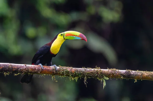 Тукан Кілем Ramphastos Sulfuratus Великий Барвистий Тукан Лісу Коста Рики — стокове фото