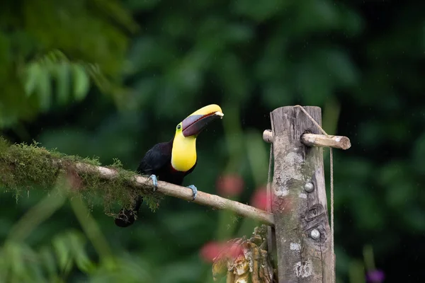 Keel Fakturerade Toucan Ramphastos Sulfuratus Stor Färgglad Toucan Från Costa — Stockfoto