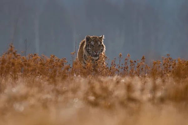 Tigre Siberiano Corriendo Hermosa Dinámica Poderosa Foto Este Majestuoso Animal — Foto de Stock