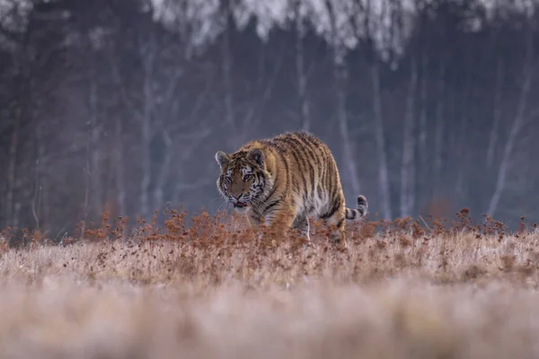 Tigre Siberiano Corriendo Hermosa Dinámica Poderosa Foto Este Majestuoso Animal — Foto de Stock