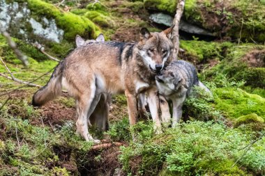 Çek Cumhuriyeti 'nin sonbahar ormanlarında koşan yalnız kurt.