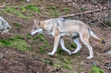 Çek Cumhuriyeti 'nin sonbahar ormanlarında koşan yalnız kurt.