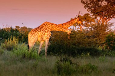 Amboseli Ulusal Parkı önündeki zürafa Kenya masai mara.