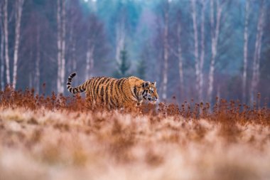 Sibirya Kaplanı kaçıyor. Bu görkemli hayvanın güzel, dinamik ve güçlü fotoğrafı. Bu inanılmaz hayvan için tipik bir ortam. Ağaçlar ve çayırlar