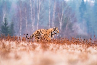 Sibirya Kaplanı kaçıyor. Bu görkemli hayvanın güzel, dinamik ve güçlü fotoğrafı. Bu inanılmaz hayvan için tipik bir ortam. Ağaçlar ve çayırlar