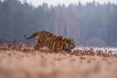 Sibirya Kaplanı kaçıyor. Bu görkemli hayvanın güzel, dinamik ve güçlü fotoğrafı. Bu inanılmaz hayvan için tipik bir ortam. Ağaçlar ve çayırlar