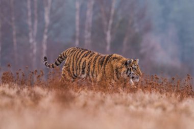 Sibirya Kaplanı kaçıyor. Bu görkemli hayvanın güzel, dinamik ve güçlü fotoğrafı. Bu inanılmaz hayvan için tipik bir ortam. Ağaçlar ve çayırlar