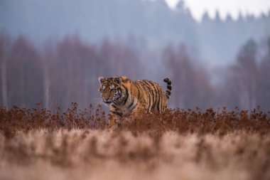 Sibirya Kaplanı kaçıyor. Bu görkemli hayvanın güzel, dinamik ve güçlü fotoğrafı. Bu inanılmaz hayvan için tipik bir ortam. Ağaçlar ve çayırlar