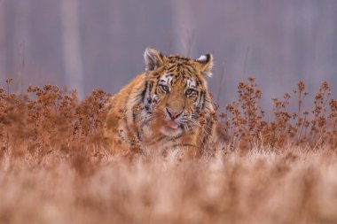 Sibirya Kaplanı kaçıyor. Bu görkemli hayvanın güzel, dinamik ve güçlü fotoğrafı. Bu inanılmaz hayvan için tipik bir ortam. Ağaçlar ve çayırlar