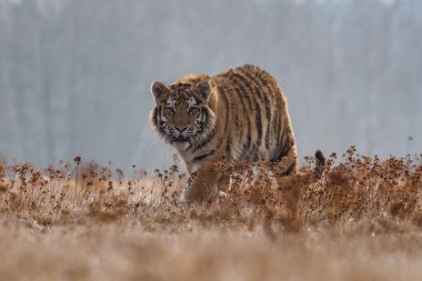 Sibirya Kaplanı kaçıyor. Bu görkemli hayvanın güzel, dinamik ve güçlü fotoğrafı. Bu inanılmaz hayvan için tipik bir ortam. Ağaçlar ve çayırlar