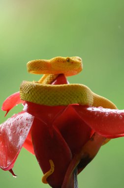 Kirpik Viper - Bothriechis schlegelii, Orta Amerika ormanlarından güzel renkli zehirli çukur engereği, Kosta Rika