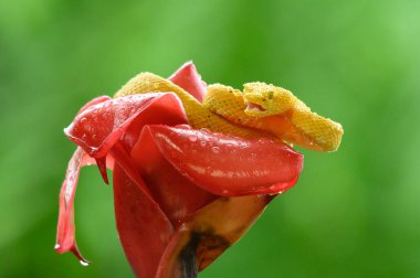 Kirpik Viper - Bothriechis schlegelii, Orta Amerika ormanlarından güzel renkli zehirli çukur engereği, Kosta Rika