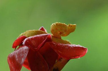 Kirpik Viper - Bothriechis schlegelii, Orta Amerika ormanlarından güzel renkli zehirli çukur engereği, Kosta Rika
