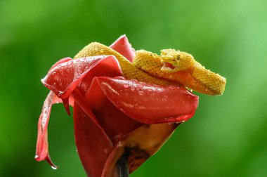 Kirpik Viper - Bothriechis schlegelii, Orta Amerika ormanlarından güzel renkli zehirli çukur engereği, Kosta Rika