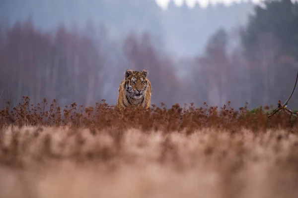 Tigre Siberiano Corriendo Hermosa Dinámica Poderosa Foto Este Majestuoso Animal — Foto de Stock