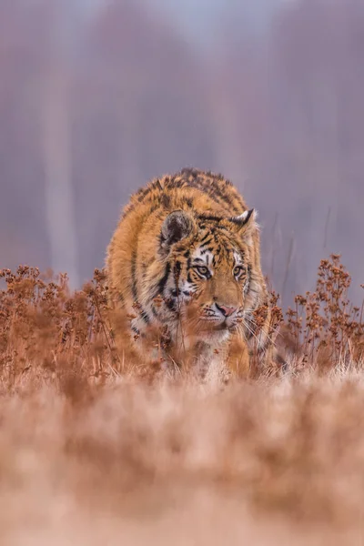 Tigre Siberiano Corriendo Hermosa Dinámica Poderosa Foto Este Majestuoso Animal — Foto de Stock