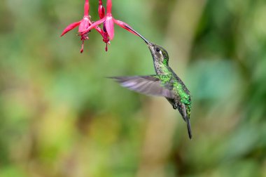 Mavi sinekkuşu Violet Sabrewing güzel kırmızı çiçeğin yanında uçuyor. Teneke kuş ormanda uçar. Kosta Rika 'da vahşi yaşam. Ormanda çiçekten nektar emen iki kuş. Kuş davranışları