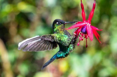 Mavi sinekkuşu Violet Sabrewing güzel kırmızı çiçeğin yanında uçuyor. Teneke kuş ormanda uçar. Kosta Rika 'da vahşi yaşam. Ormanda çiçekten nektar emen iki kuş. Kuş davranışları