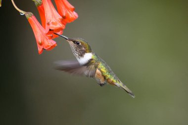 Mavi sinekkuşu Violet Sabrewing güzel kırmızı çiçeğin yanında uçuyor. Teneke kuş ormanda uçar. Kosta Rika 'da vahşi yaşam. Ormanda çiçekten nektar emen iki kuş. Kuş davranışları