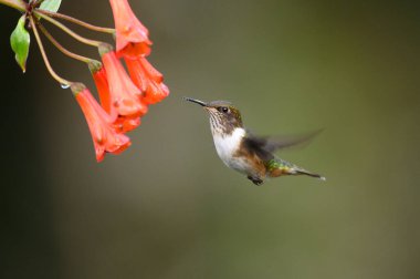 Mavi sinekkuşu Violet Sabrewing güzel kırmızı çiçeğin yanında uçuyor. Teneke kuş ormanda uçar. Kosta Rika 'da vahşi yaşam. Ormanda çiçekten nektar emen iki kuş. Kuş davranışları