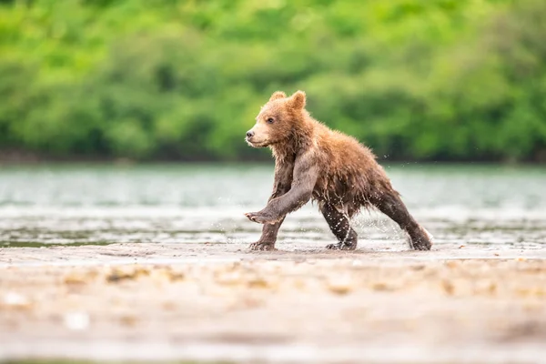 Het Landschap Regeren Bruine Beren Van Kamchatka Ursus Arctos Beringianus — Stockfoto