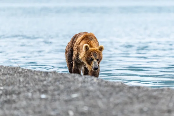 Gobernando Paisaje Osos Pardos Kamchatka Ursus Arctos Beringianus —  Fotos de Stock