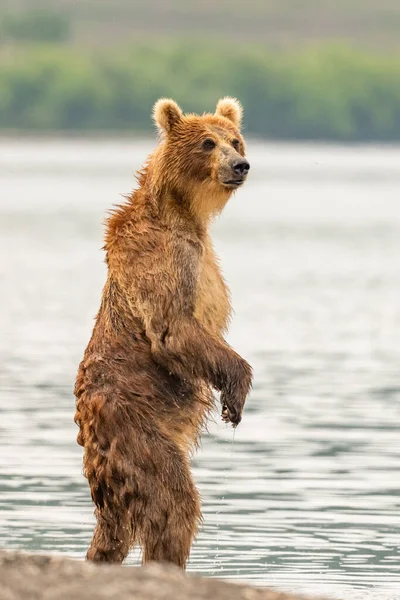 Het Landschap Regeren Bruine Beren Van Kamchatka Ursus Arctos Beringianus — Stockfoto