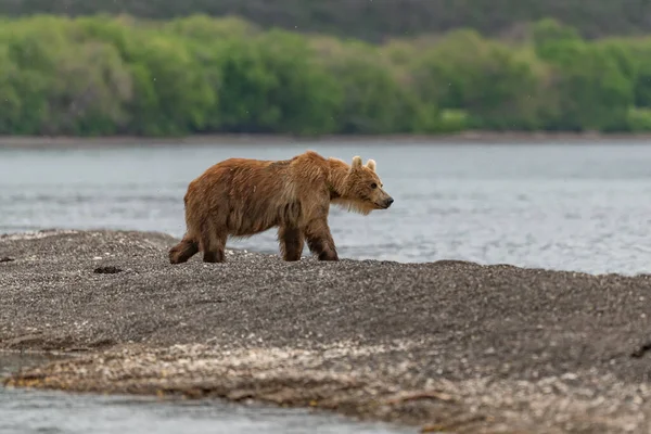 Het Landschap Regeren Bruine Beren Van Kamchatka Ursus Arctos Beringianus — Stockfoto