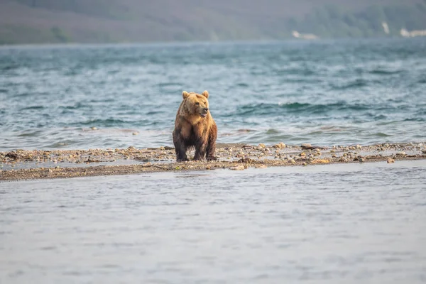 Gobernando Paisaje Osos Pardos Kamchatka Ursus Arctos Beringianus —  Fotos de Stock