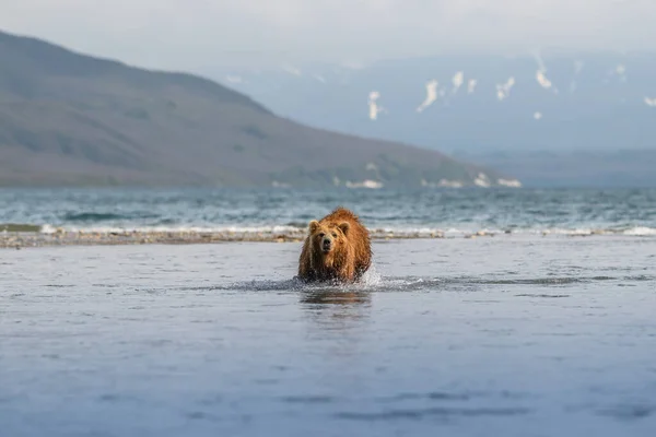 Gobernando Paisaje Osos Pardos Kamchatka Ursus Arctos Beringianus —  Fotos de Stock