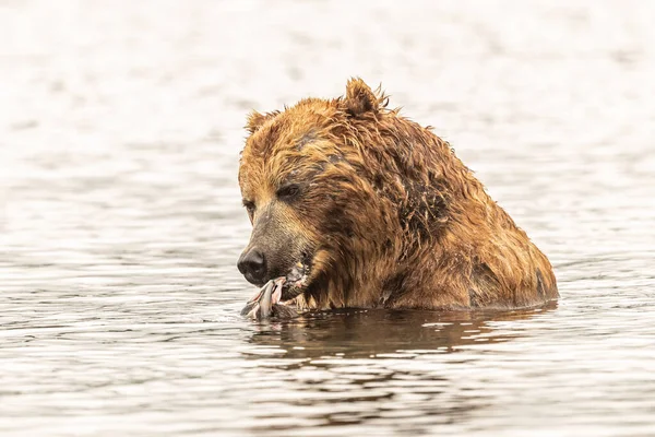 Het Landschap Regeren Bruine Beren Van Kamchatka Ursus Arctos Beringianus — Stockfoto