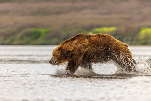 Het Landschap Regeren Bruine Beren Van Kamchatka Ursus Arctos Beringianus — Stockfoto