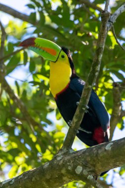 Yılan gagalı Toucan - Ramphastos sülfuratus, Kosta Rika ormanından çok renkli gagalı büyük renkli tukan.