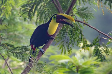 Yılan gagalı Toucan - Ramphastos sülfuratus, Kosta Rika ormanından çok renkli gagalı büyük renkli tukan.